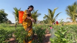Woman watering crops