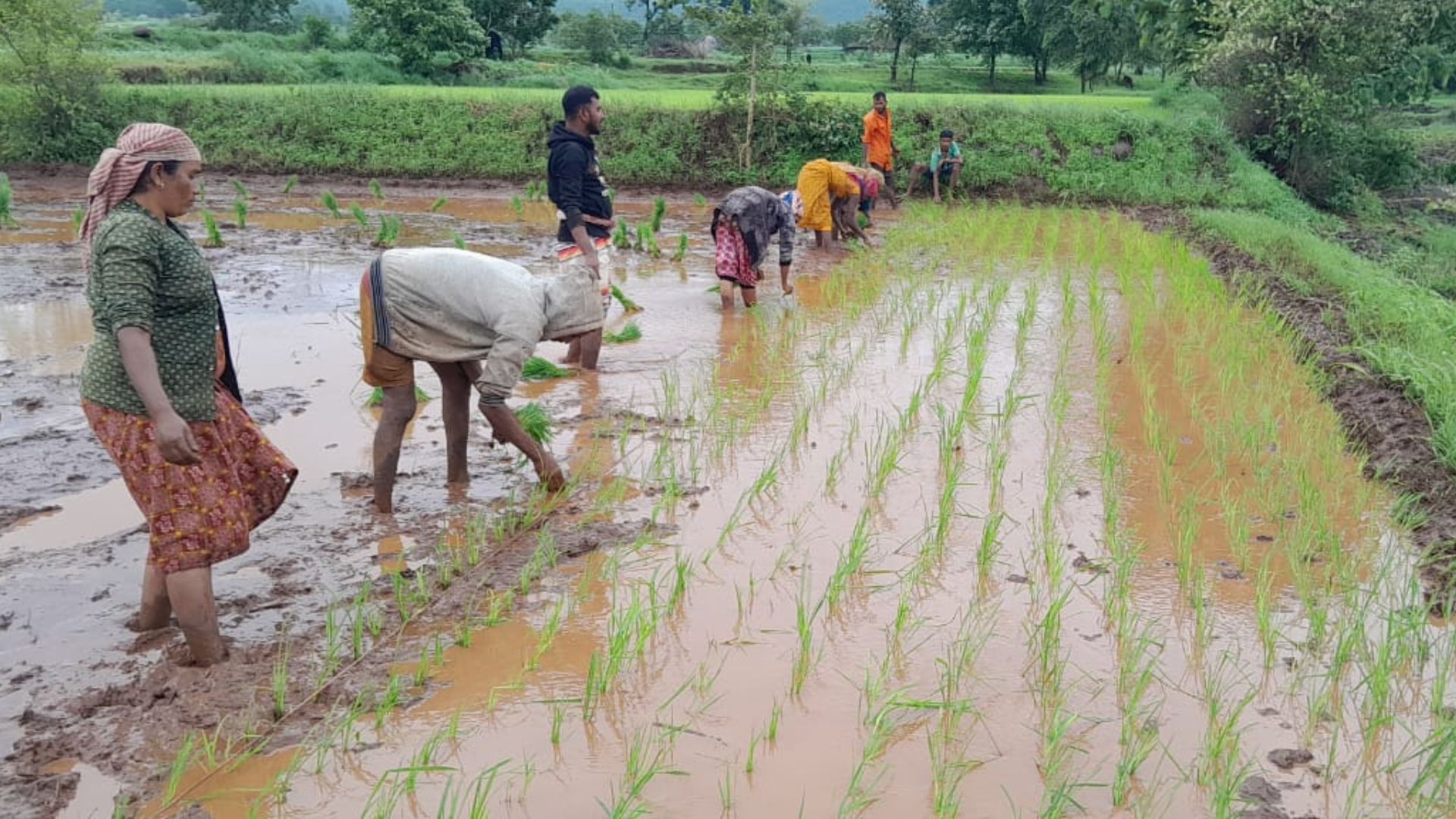 Farmers sowing paddy 