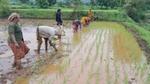 Farmers sowing paddy