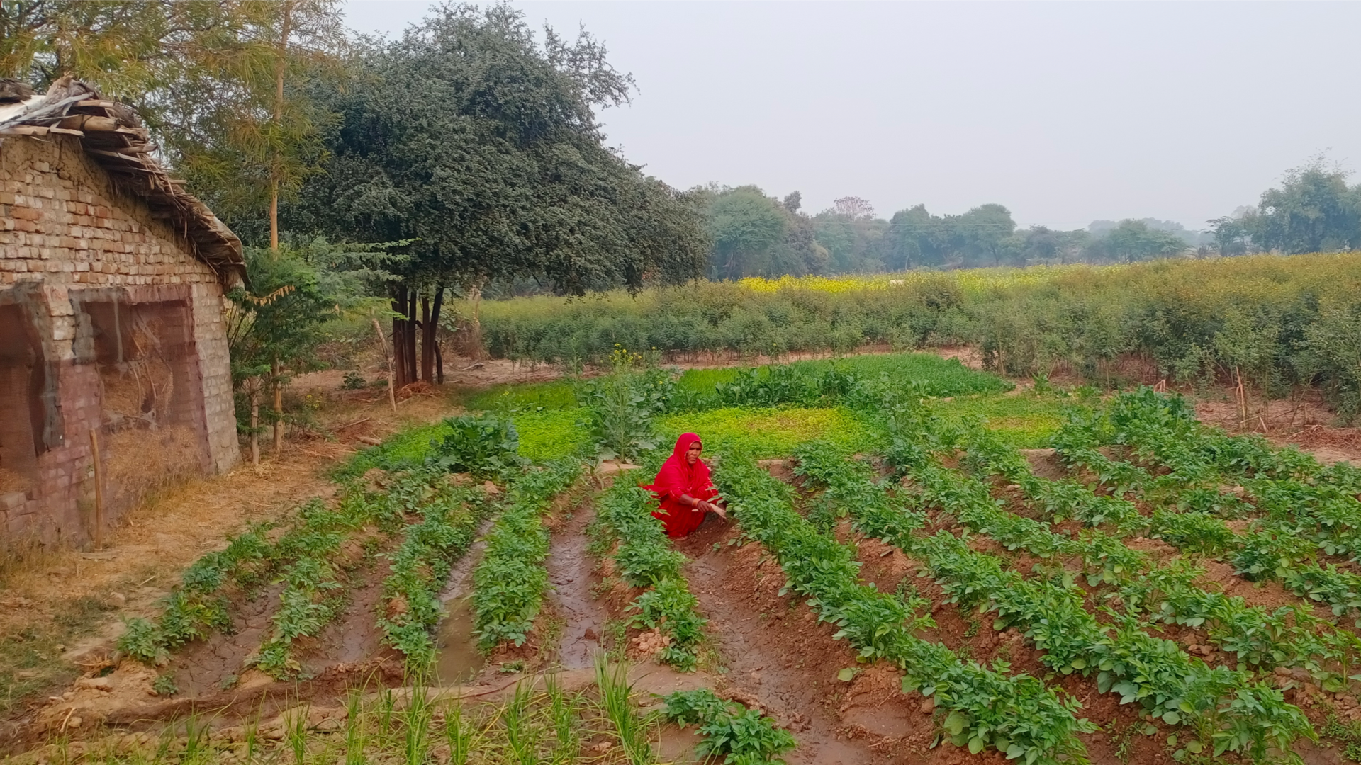 Woman wearing red tending crops