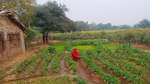Woman wearing red tending crops
