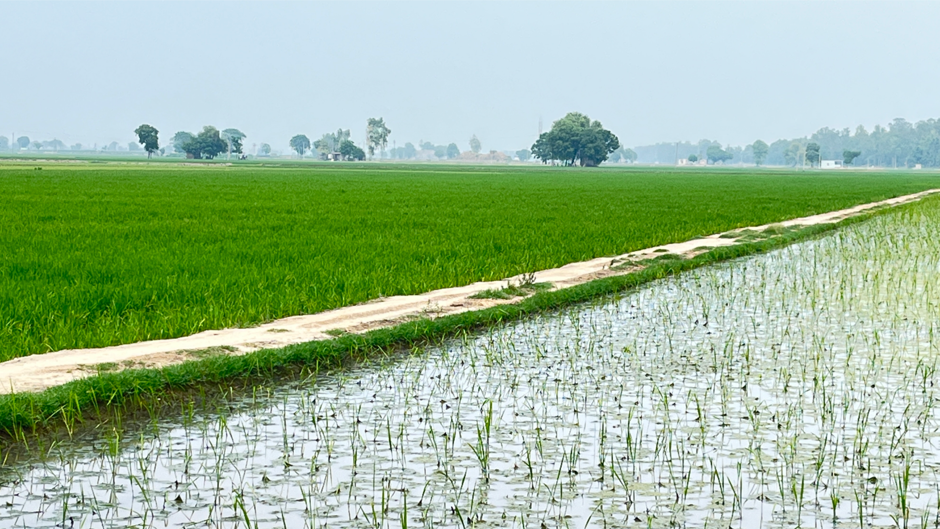 Filed of crops growing next to water
