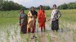 Four women stood in field