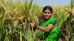 Woman sat amongst crops