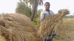 Woman holing straw bale